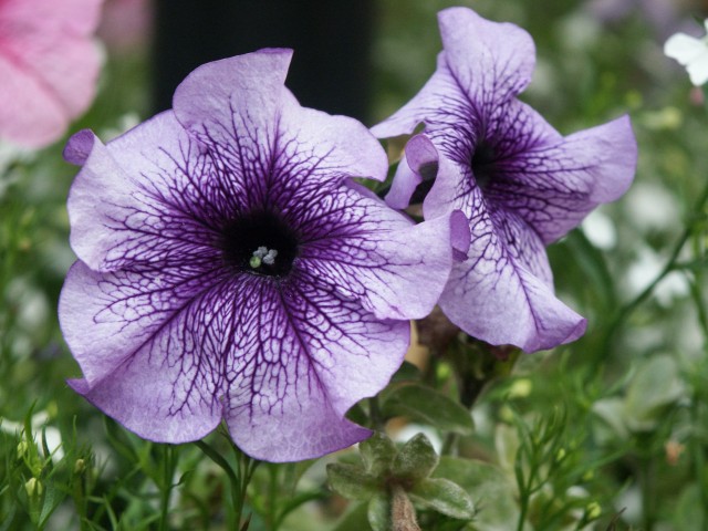 Click to see next photo