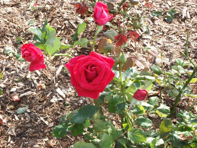 Click to see next photo