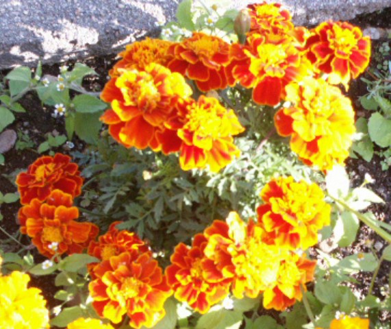 Click to see next photo